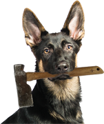 Eva, German Shepherd companion at Edward's Roofing and Exteriors