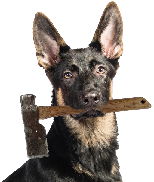 German Shepherd holding a wooden-handled axe in its mouth, close-up portrait